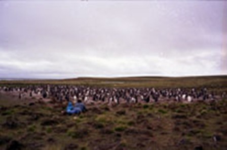 PENGUINS AT FITZROY
One of 4 colour negatives.
